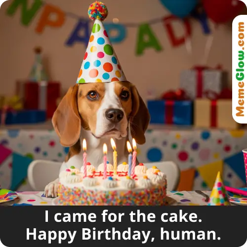 Funny dog happy birthday meme